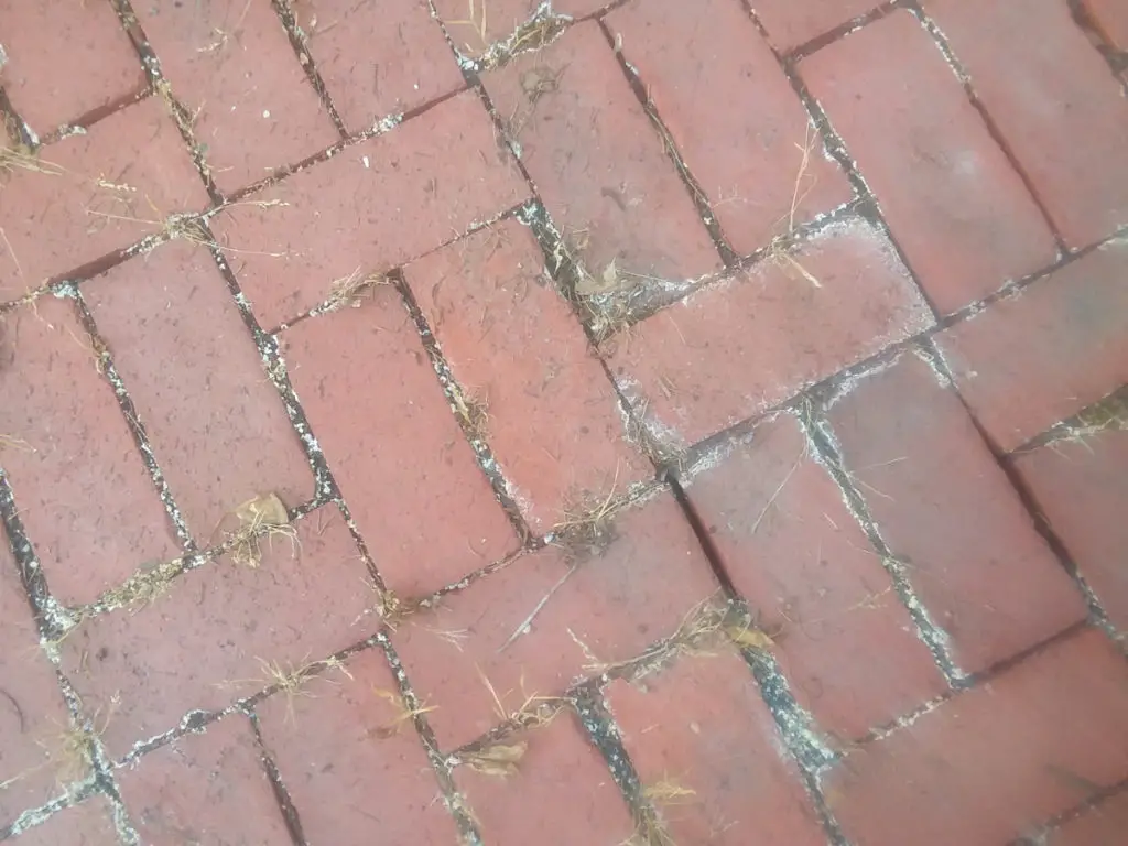 Close-up of patio after application of natural weed killer.