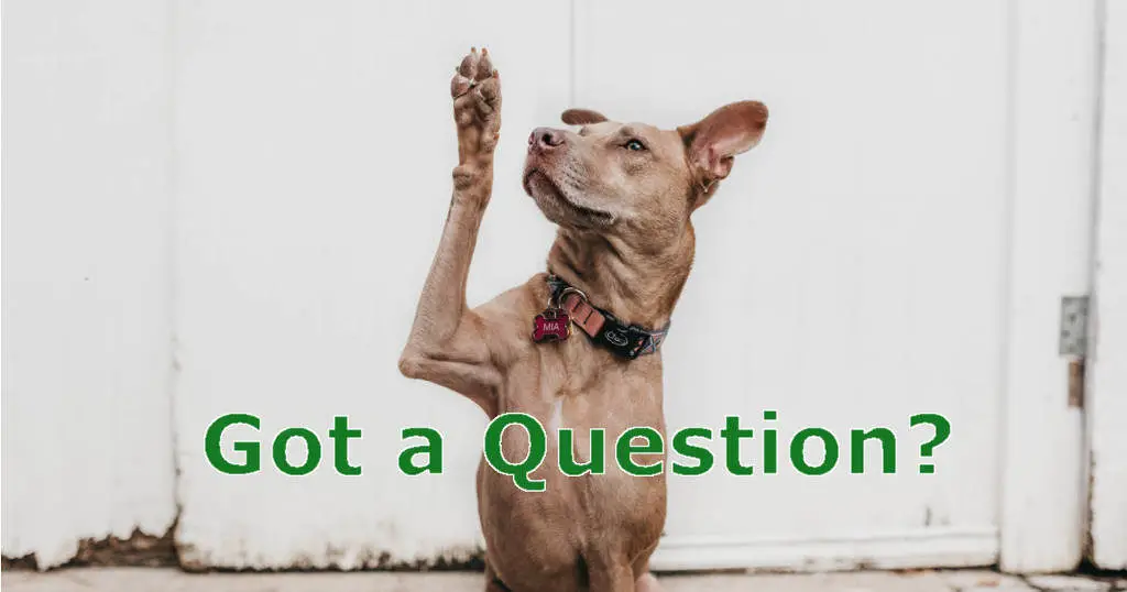 Dog with paw raised asking question