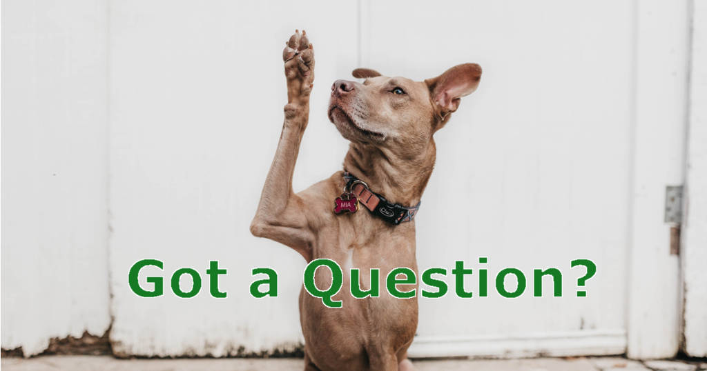 Dog with paw raised asking question