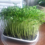 Pea shoot microgreens