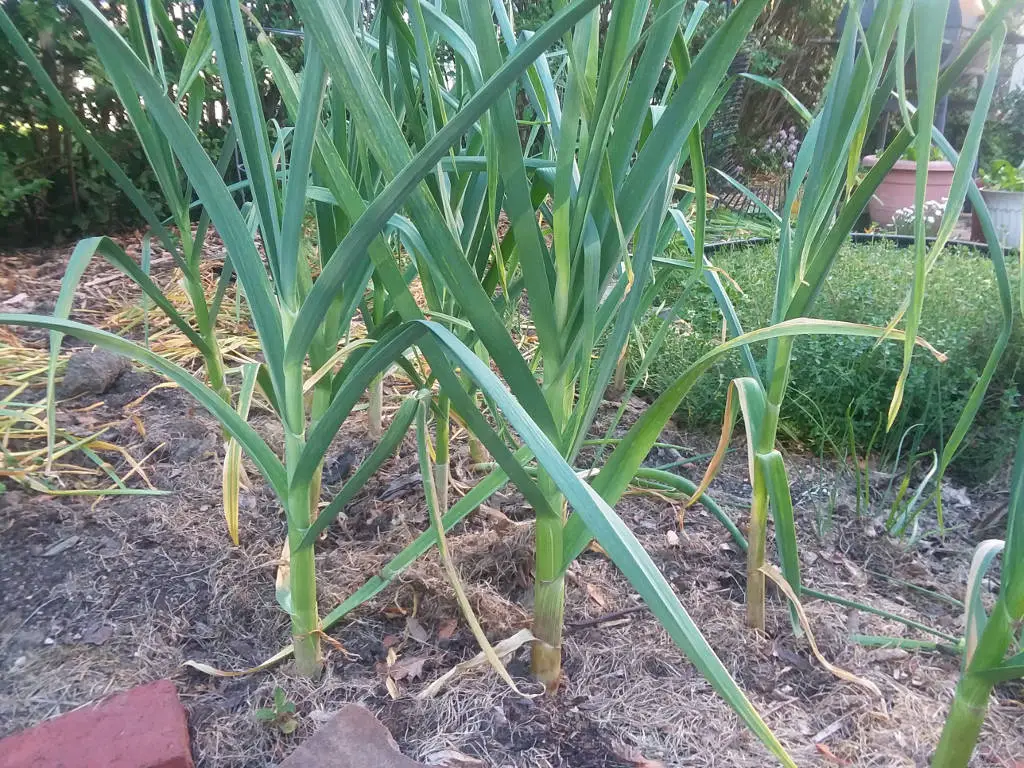 Garlic plants