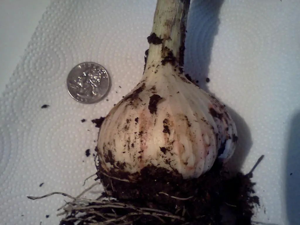 Hardneck garlic, just harvested.