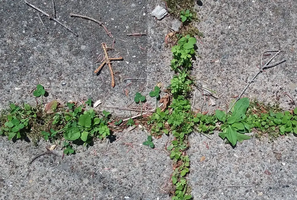 Weeds in driveway cracks.