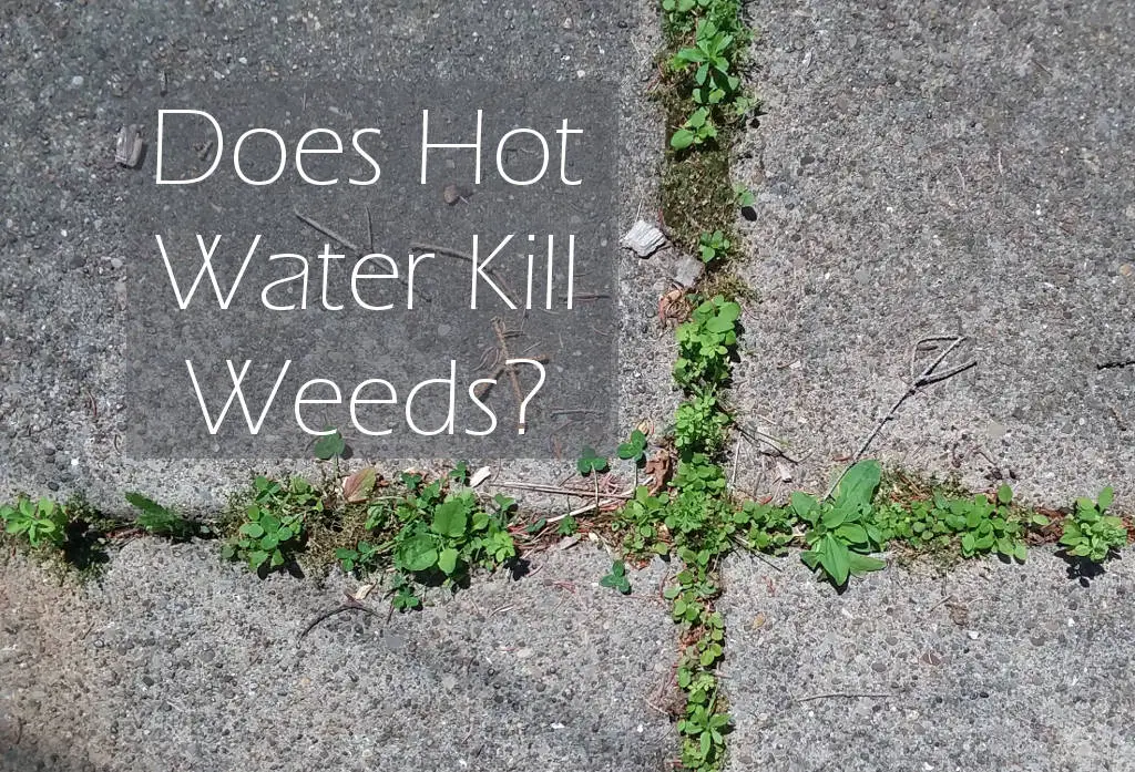 does boiling water kill weeds