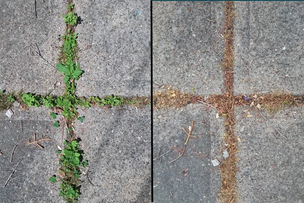 Driveway cracks with weeds before and after using boiling water.