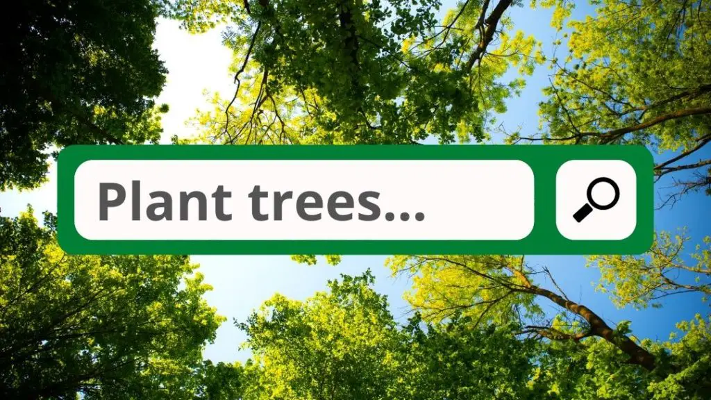 A search engine that plants trees