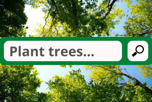 This search engine turns profits into trees