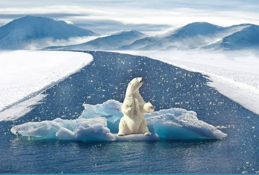 Polar bear floating on a block of ice.