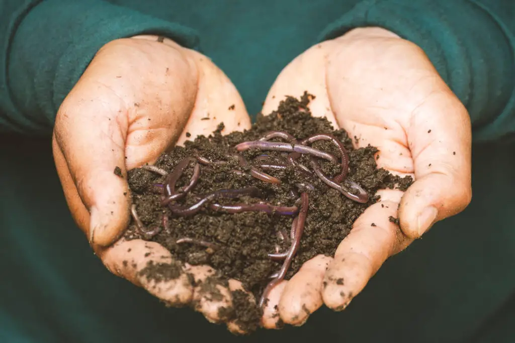Worms and soil.