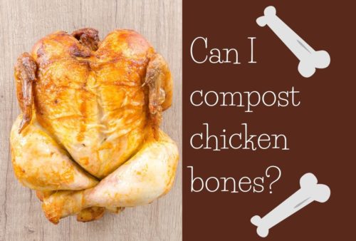 Can I Compost Chicken Bones?