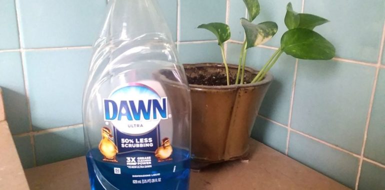 9 Things You Didn't Know You Could Do With Dawn Dish Soap