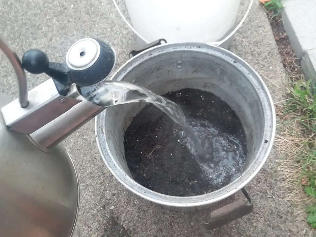 Sterilizing garden soil with boiling water