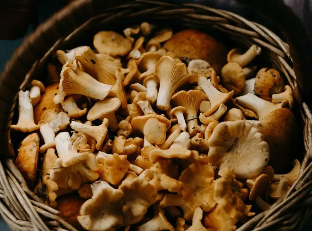 Mushrooms from kit