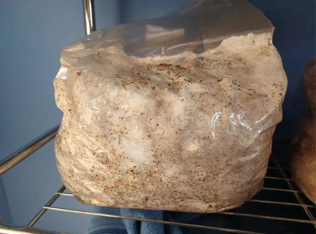 White oyster mushroom kit growing