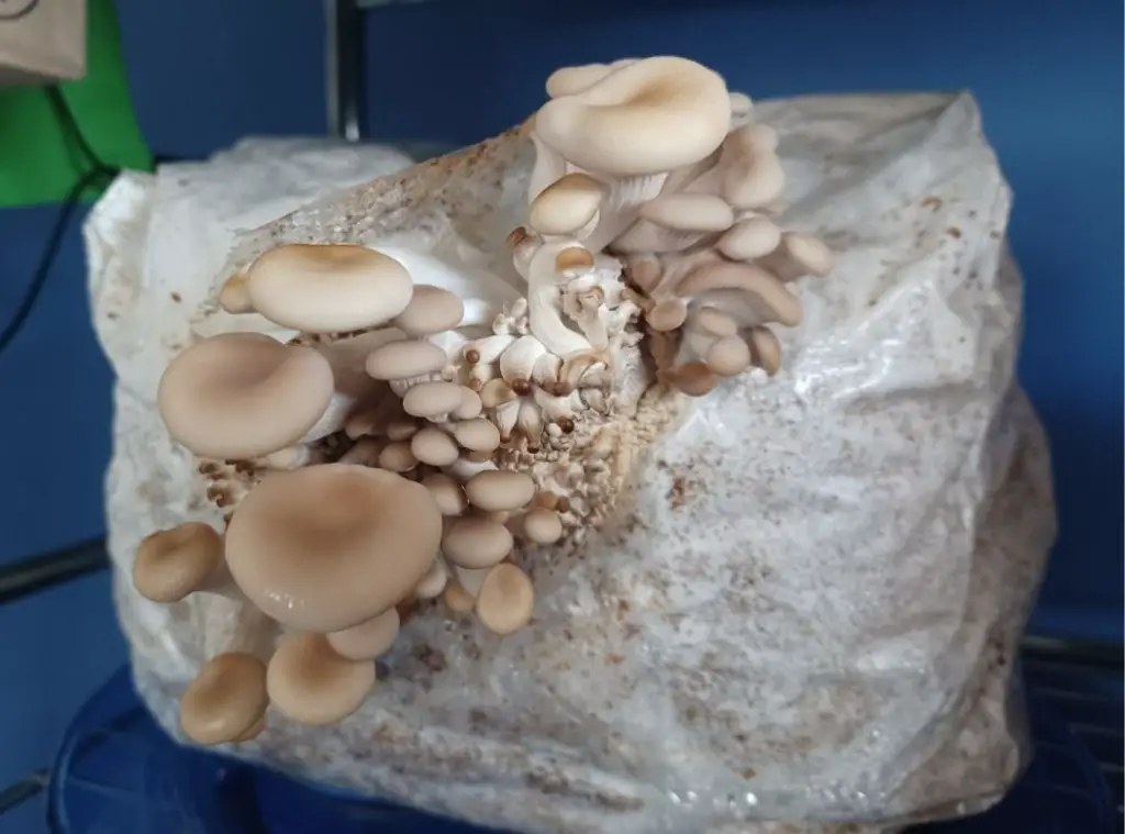 White oyster mushroom kit growing