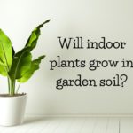 Will indoor plants grow in garden soil?