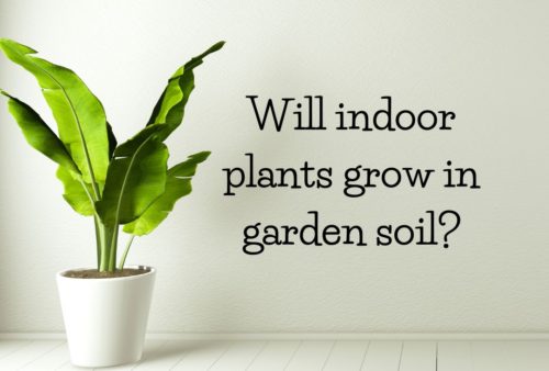 Will indoor plants grow in garden soil?