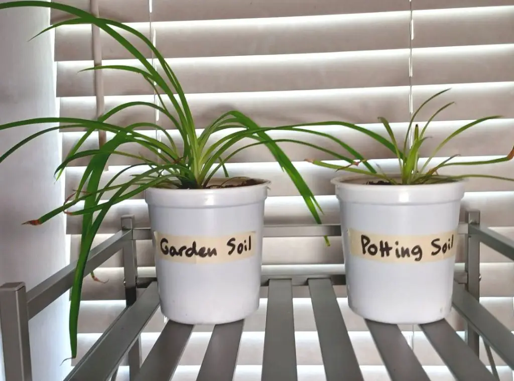 Spider plants in garden soil vs potting soil