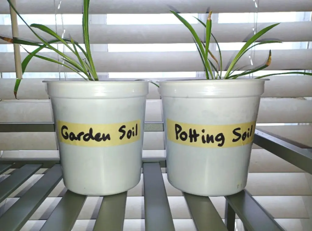 Spider plants in garden soil vs potting soil