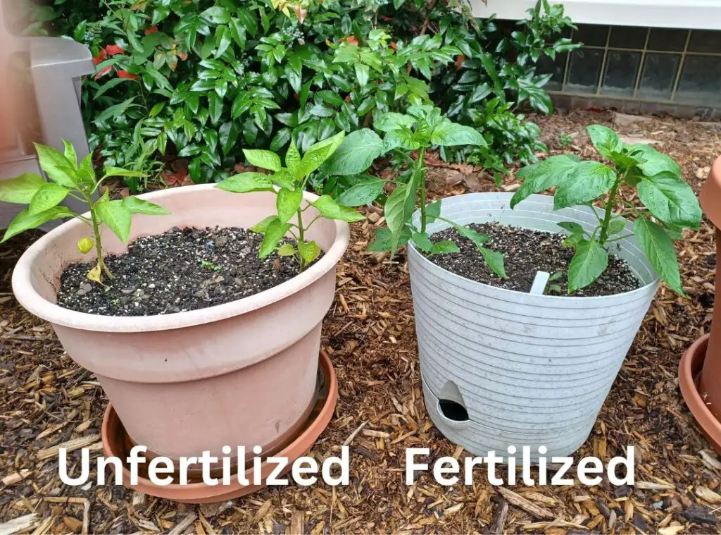 Dr. Earth fertilizer results on pepper plants