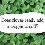 Does clover really add nitrogen to soil?