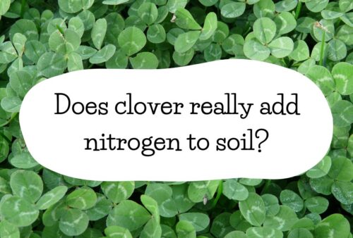 Does clover really add nitrogen to soil?