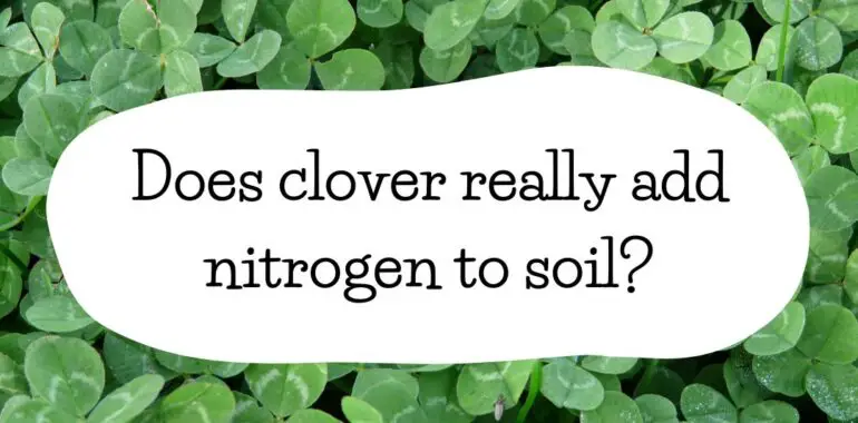 Does clover really add nitrogen to soil?