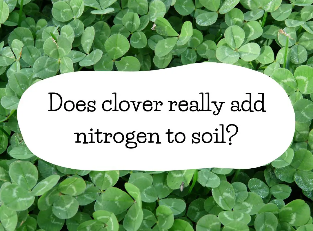 Does Clover Add Nitrogen to Soil? I Tested It. Green and Grumpy